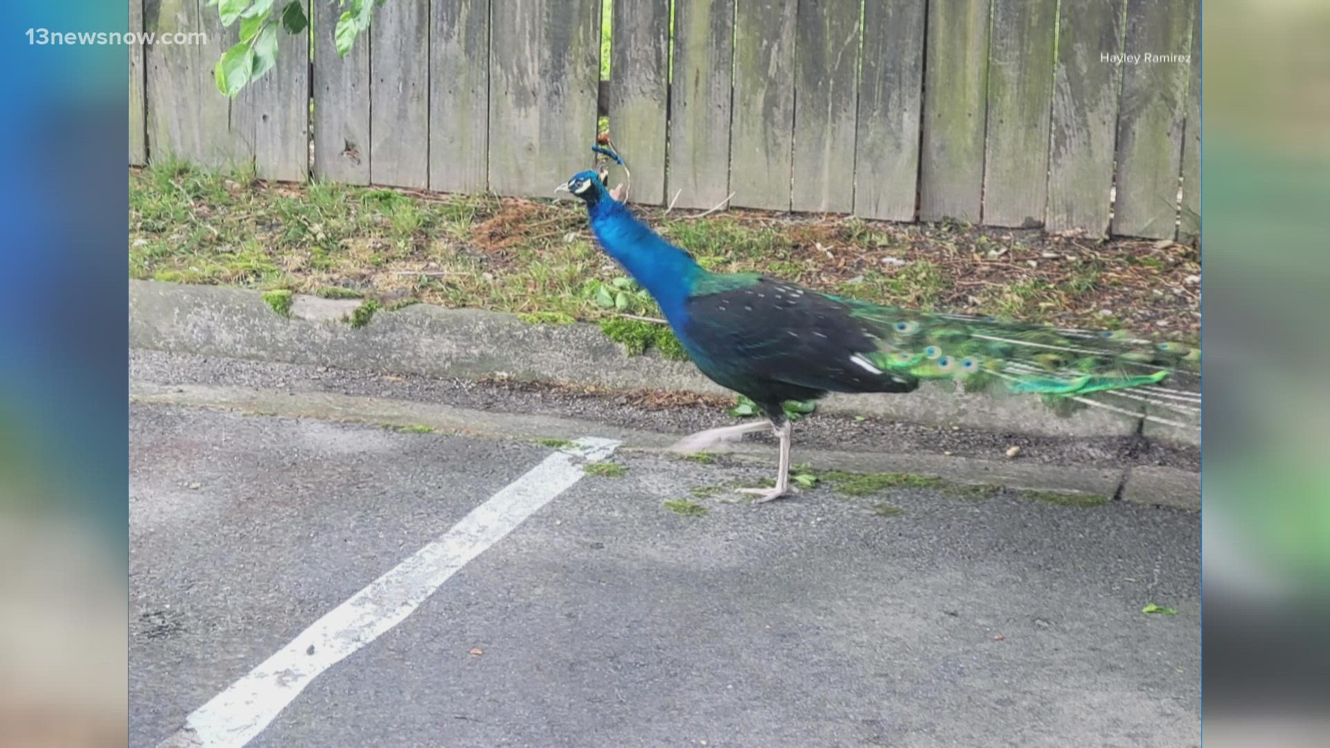 A peacock is running loose in the City of Chesapeake. People spotted the exotic bird last week, and animal control has so far been unable to catch it.