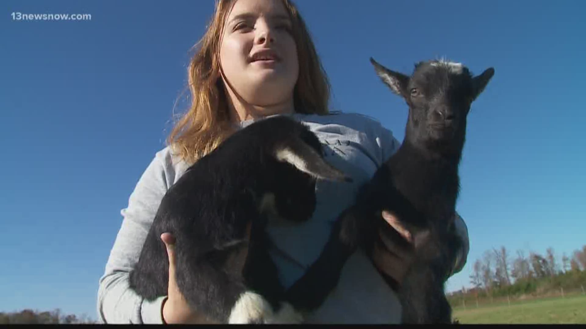 Students in Isle of Wight County School's Agriculture program were surprised to find five baby goats born when they arrived to class Wednesday morning.