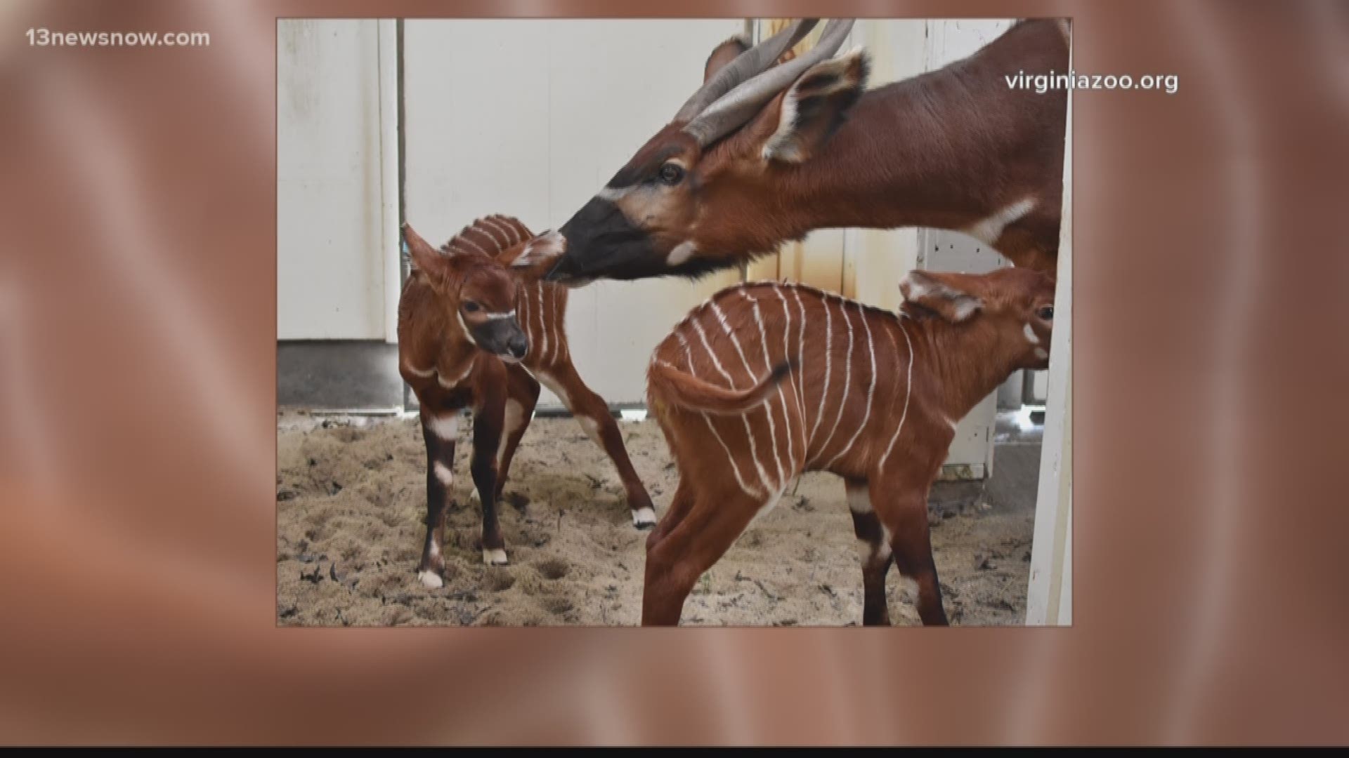 Two Bongo babies were welcomed at the Virginia Zoo.