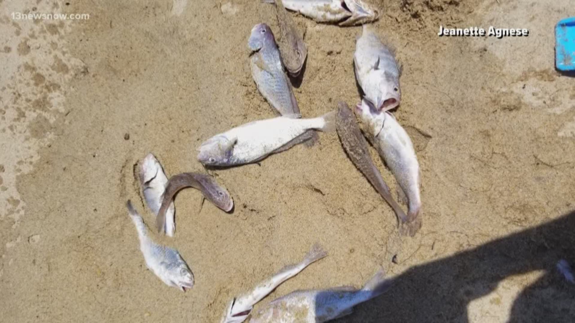 Janette Agnese said she saw 13 dead fish wash ashore. While it may be gross, officials said it's not uncommon.
