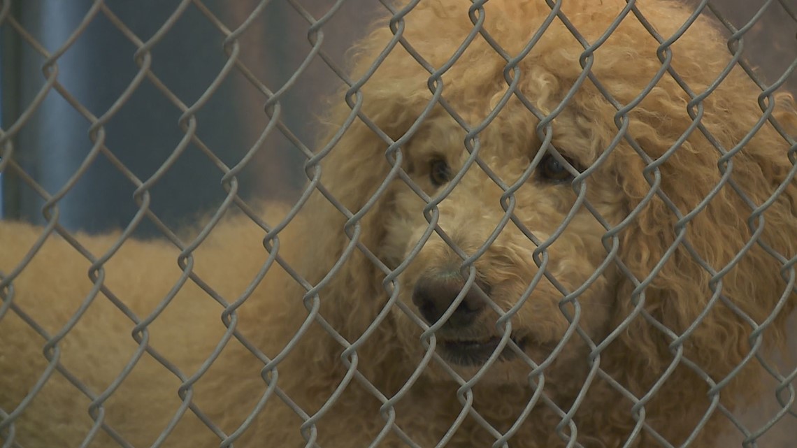 Charles the Lion Dog... behind bars | 13newsnow.com