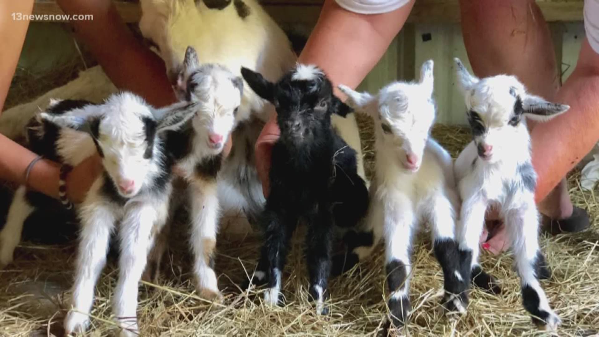 The odds for quintuplets for goats are one in 10,000. Tink, was six days past due when the baby goats arrived.