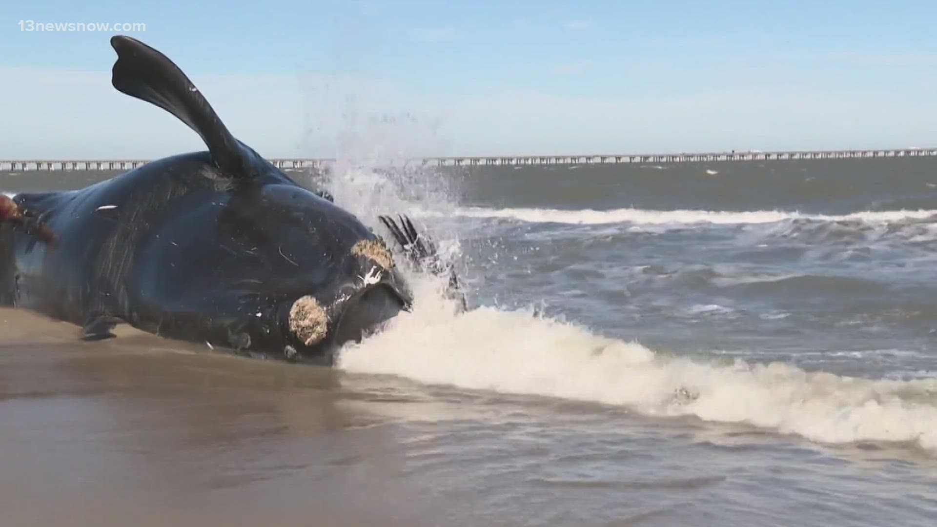 In the days leading up to an endangered whale washing ashore in Virginia Beach, Oceana tracked hundreds of boats speeding in a restricted area.