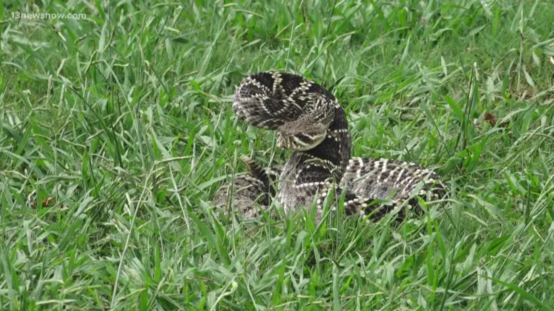 Experts said you shouldn't kill the snake, but rather call animal control to pick it up. To protect your yard, homeowners should keep the grass mowed, short, not to leave debris piles in your yard and cover up holes on your house.