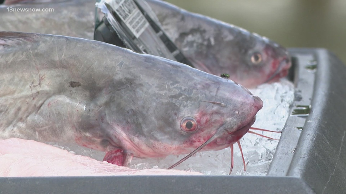 State funds Wanchese Fish Co.'s $250K expansion to tackle invasive blue catfish