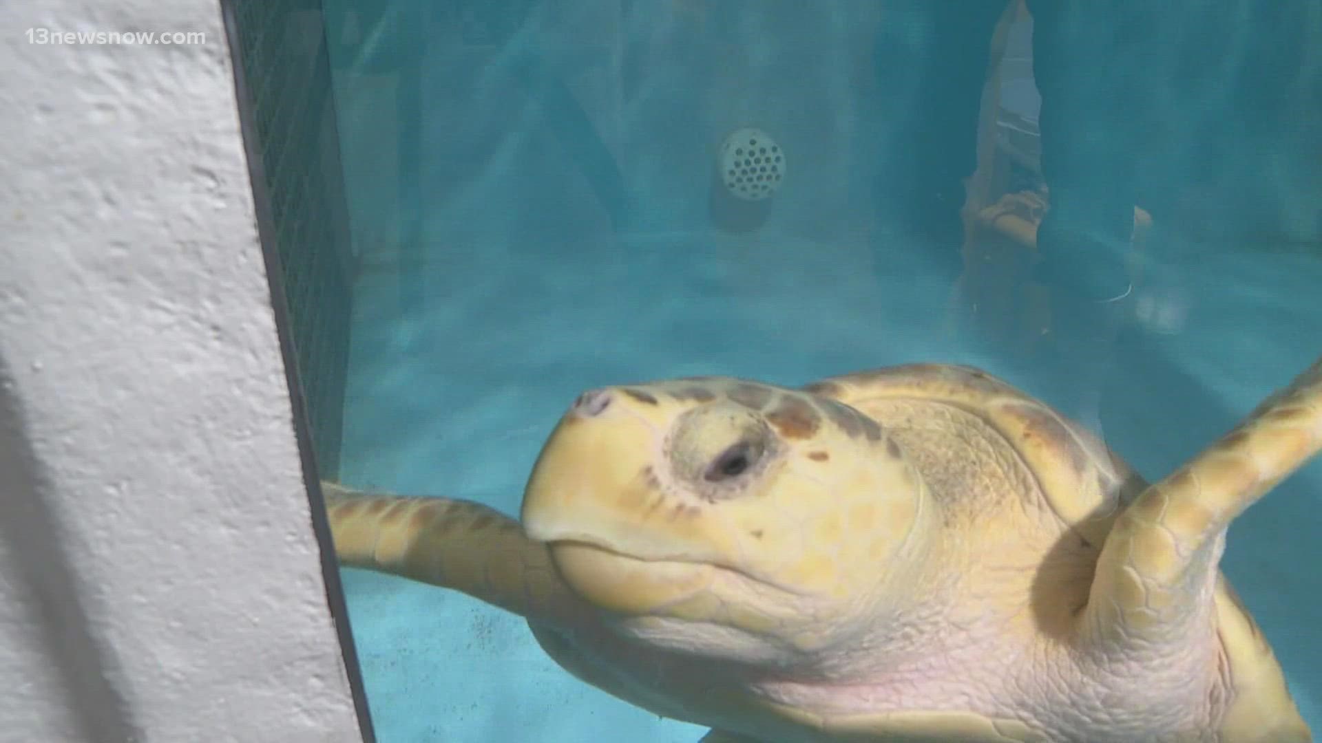 The aquarium's Stranding and Response Team has rescued 71 sea turtles this year alone.