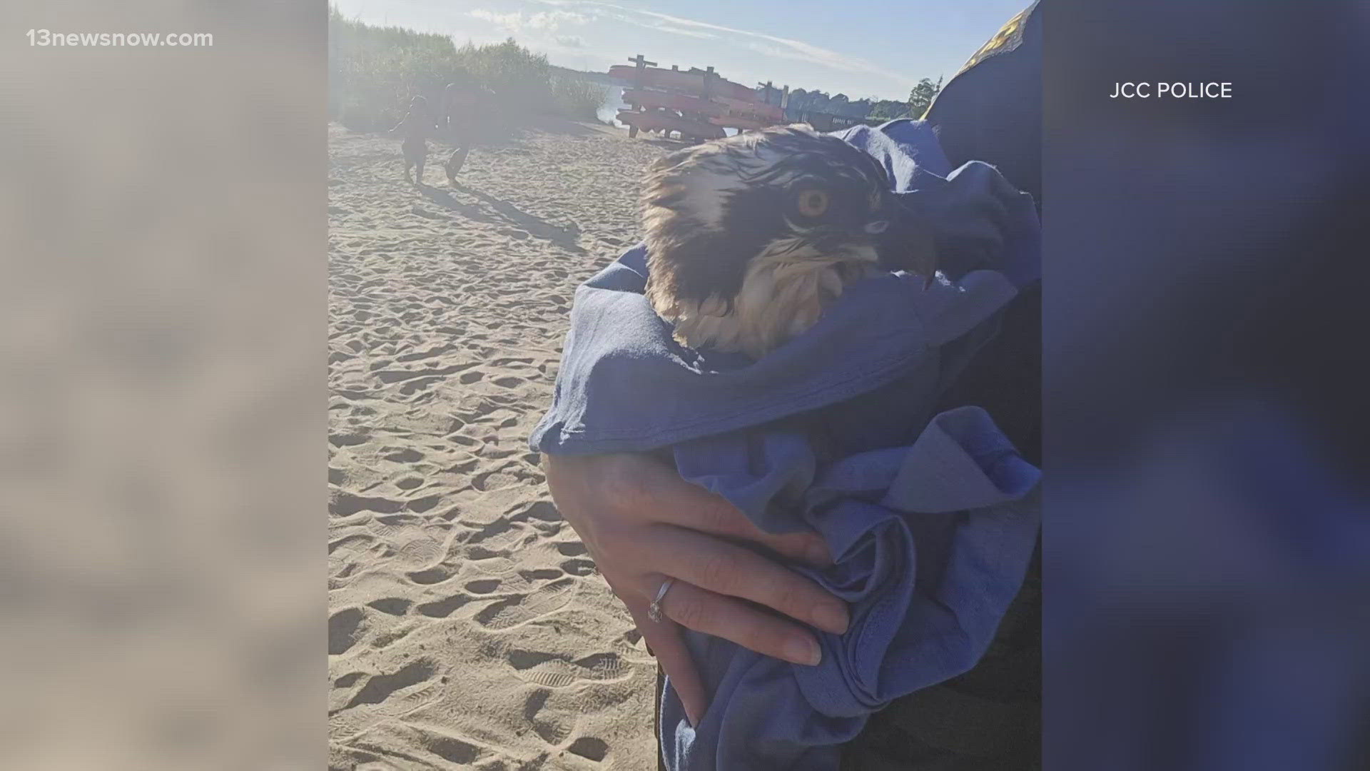 Someone helped pull a bird from the water near the Jamestown Ferry yesterday and the fire department returned the bird to its nest.
