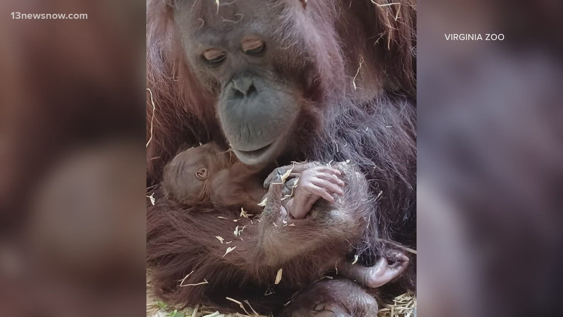 A critically endangered Bornean orangutan was born there over the weekend.