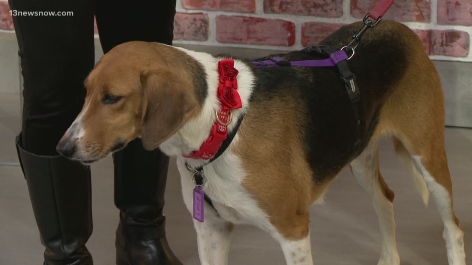 Lucy, a walker hound, was rescued from a high-kill shelter. She's calm and likes long walks. Are you interested in adopting her?
