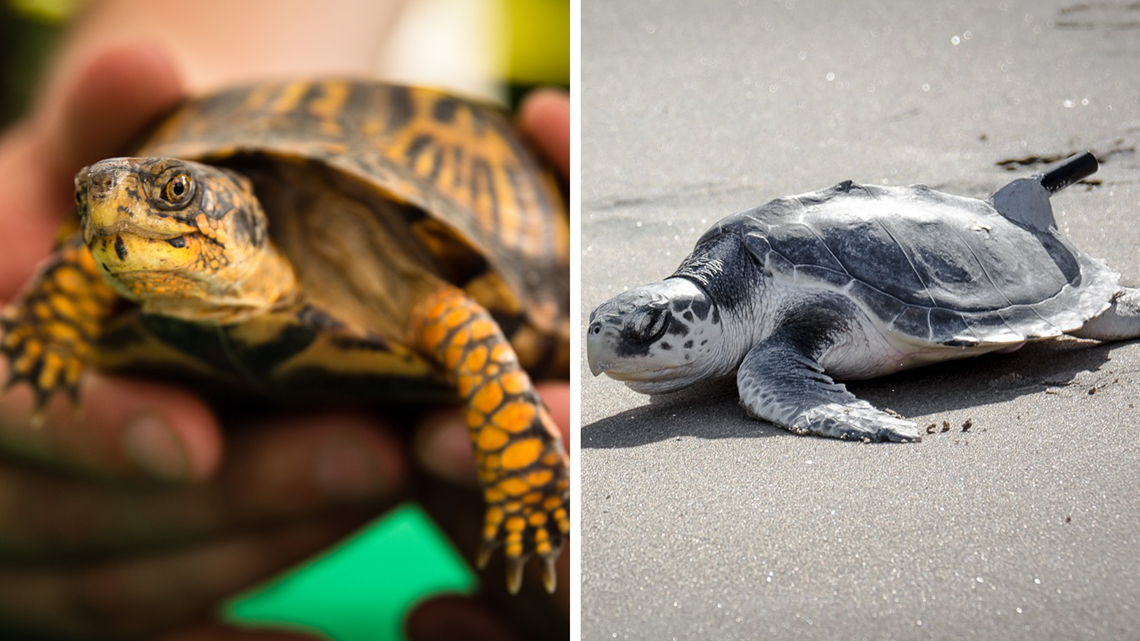 It's World Turtle Day! Chesapeake Bay Foundation, VLM 'shellebrate ...