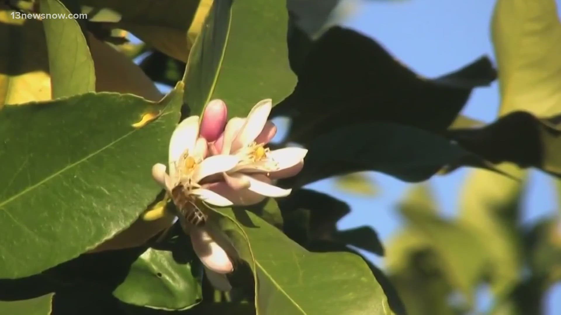 Virginia Beach recently ranked as the 2nd worst city to have allergies in.