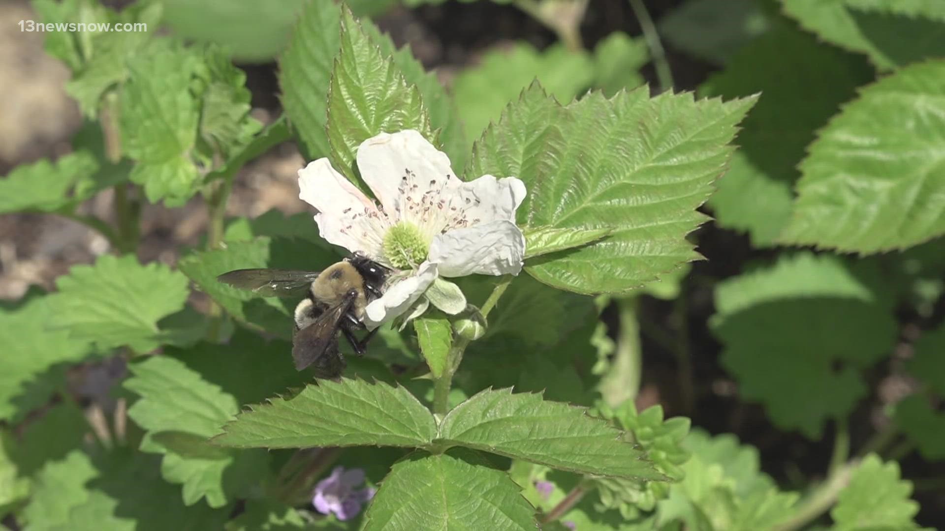 Mountain mint might be just what you need to bring bees into your yard, and see an explosion in the fruits and vegetables section of your garden.