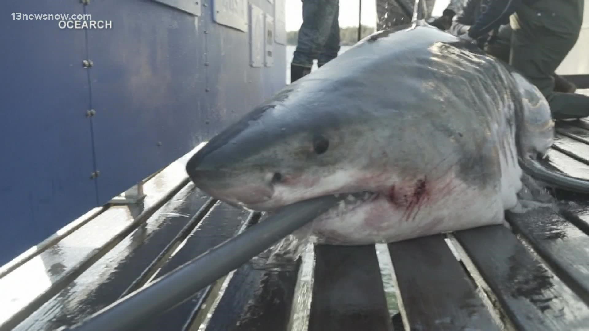 Great white shark pinged off Jersey shore coast 