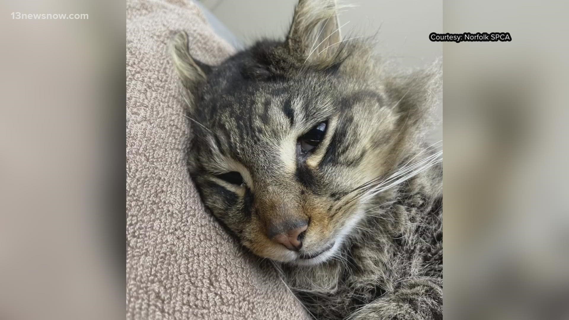 Cat dies after being shot in Norfolk: SPCA 