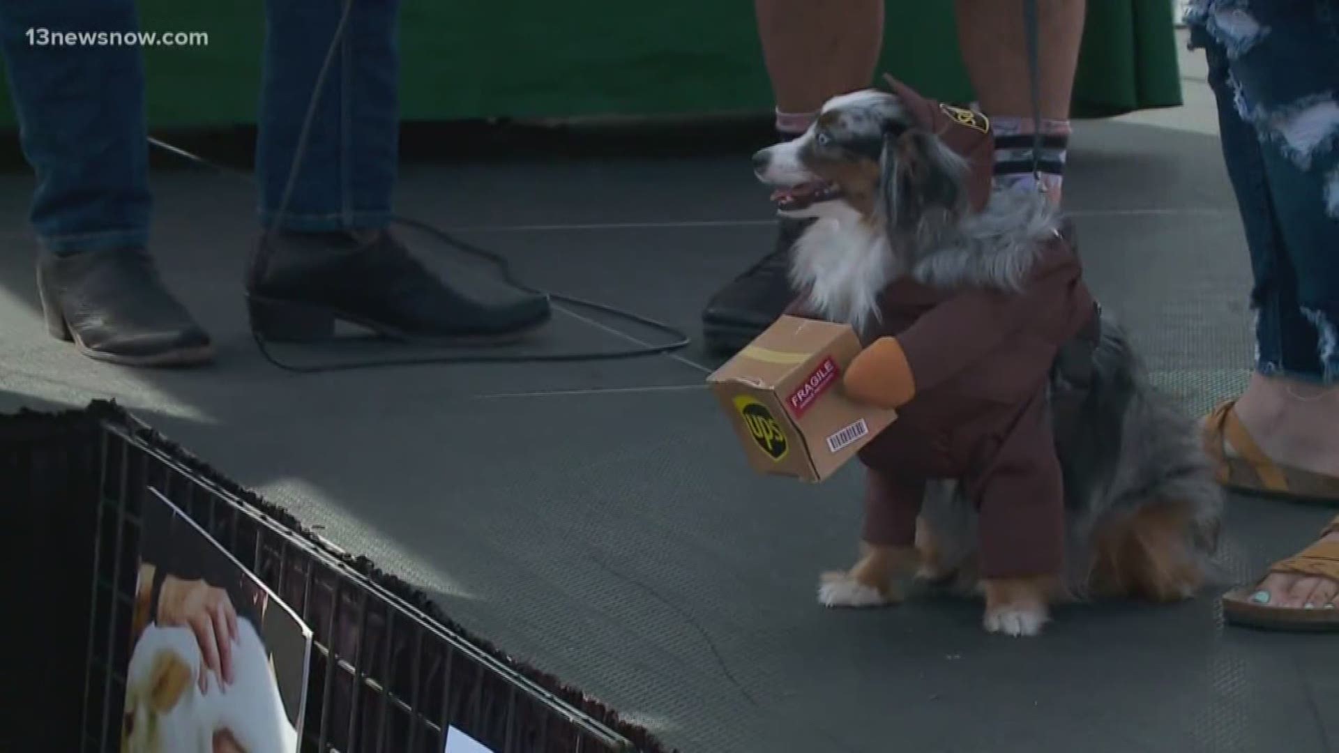 Willow the "UPS driver" won the "Pawchella" pet costume contest on Saturday.