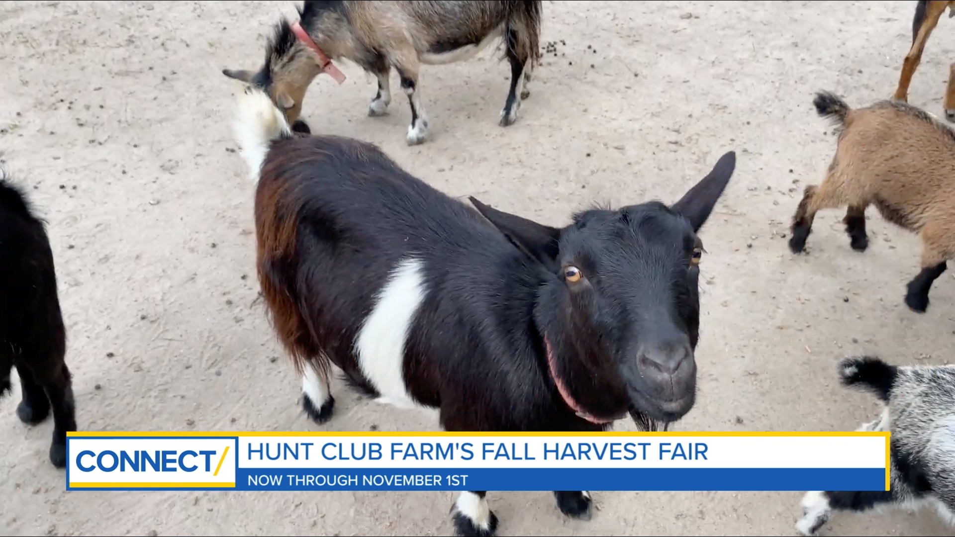 Starting Saturday, October 10, you can have a good, spooky time at Hunt Club Farm's Fall Harvest Fair! It's open every weekend through November 1.