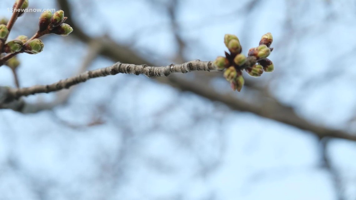 Do cherry blossom trees produce cherries? VERIFY