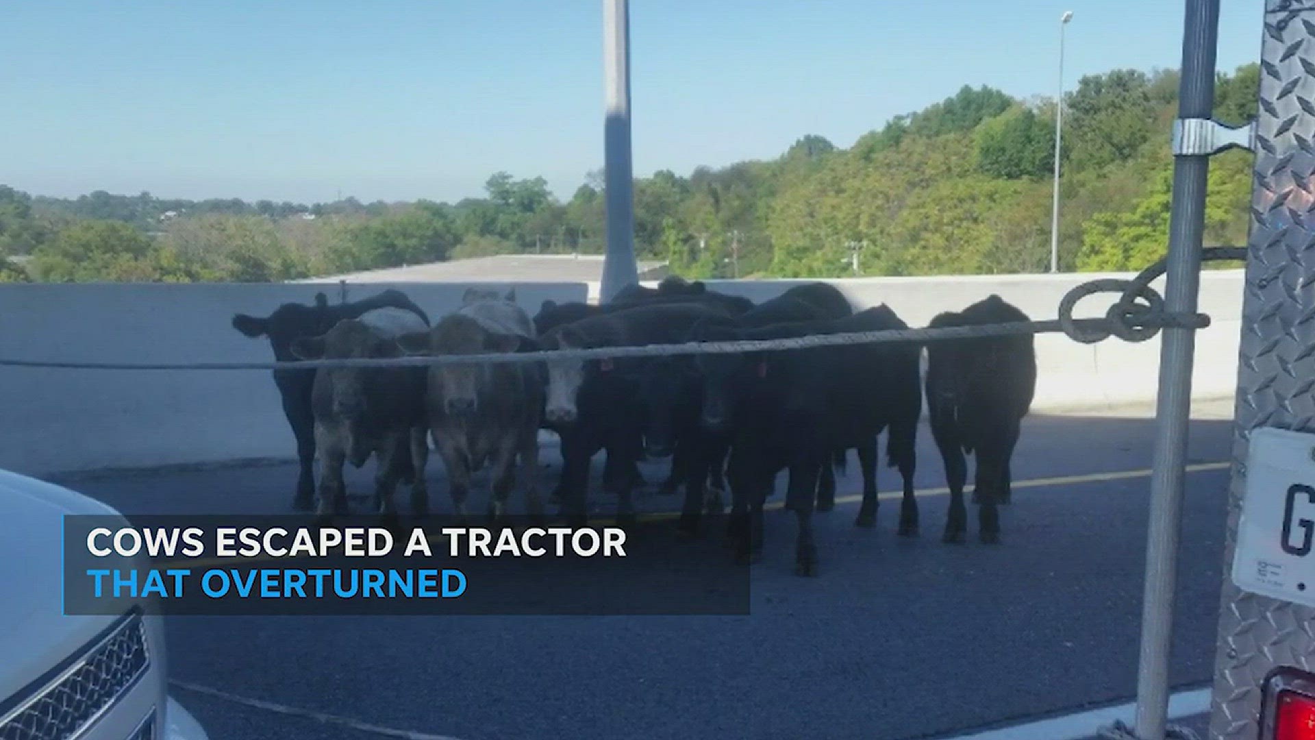 10/13/17: A truck transporting cows overturned on Briley Parkway in Nashville, Tennessee