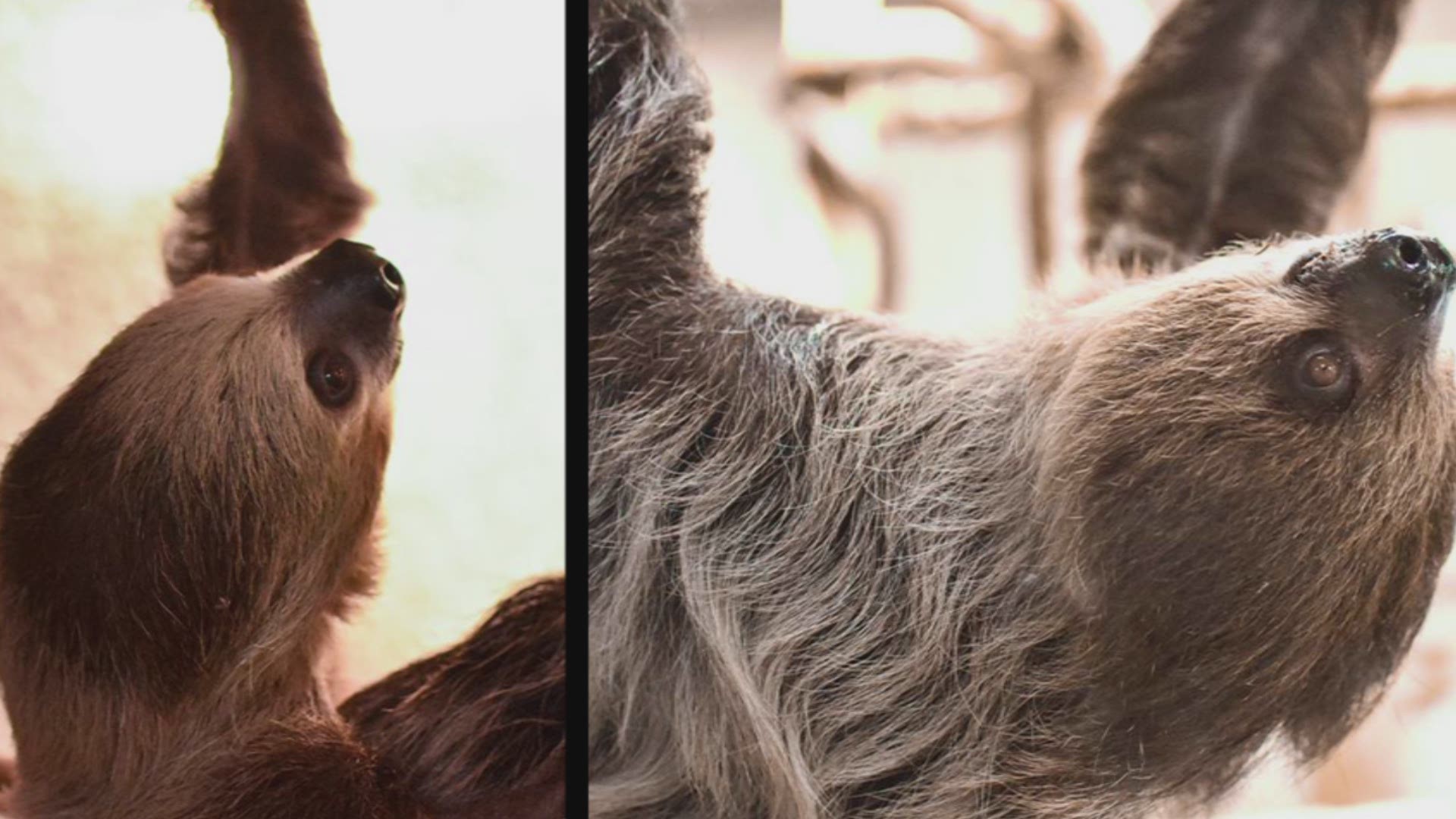 The Virginia Zoo welcomed two Two-Toed Sloths, Honey and Mervin, on March 1.