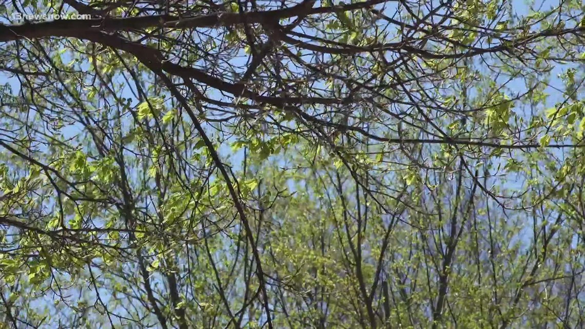 What's behind the allergies in Hampton Roads?