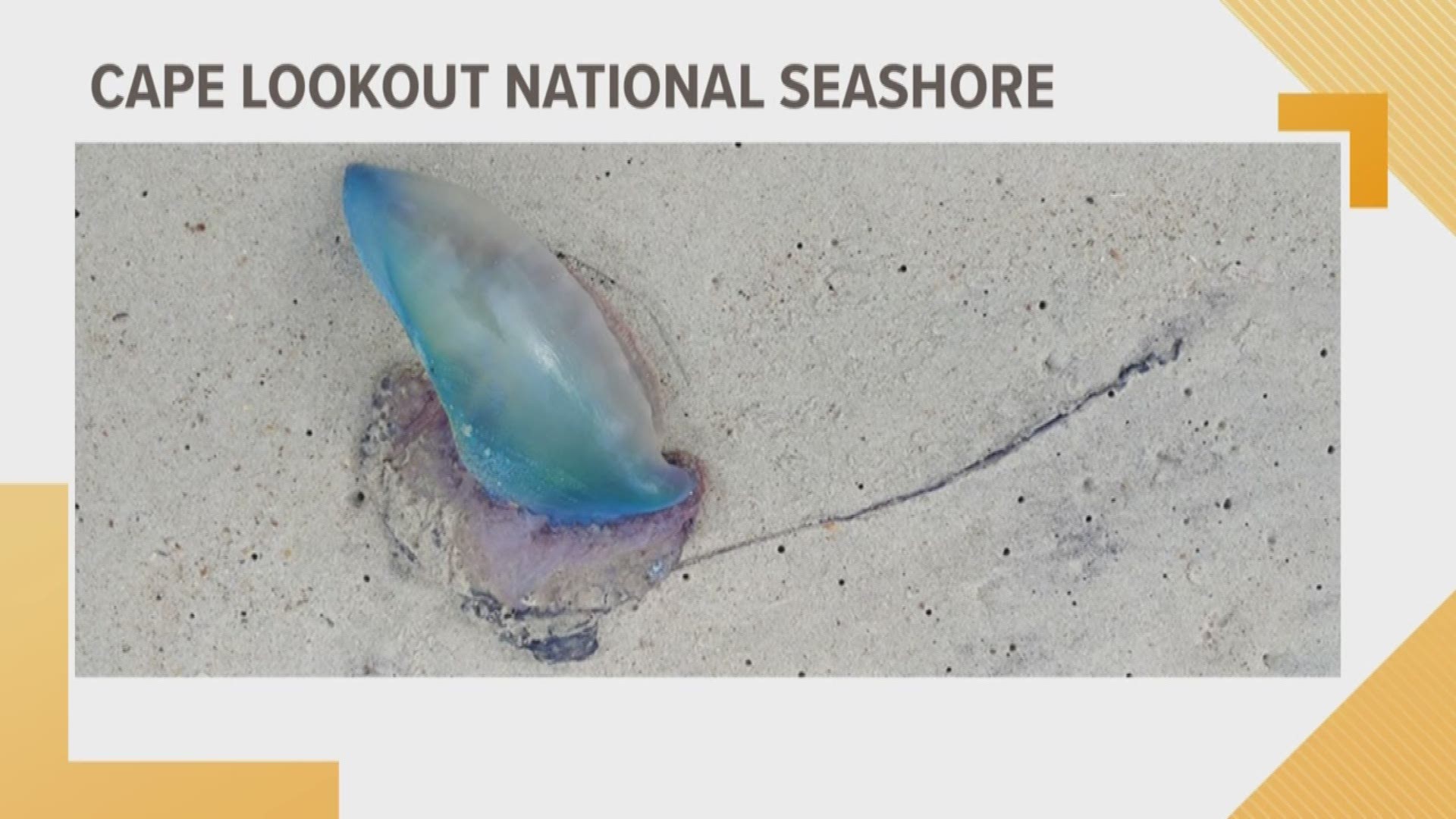 The first Portuguese Man-o-war of the 2019 season washed ashore.