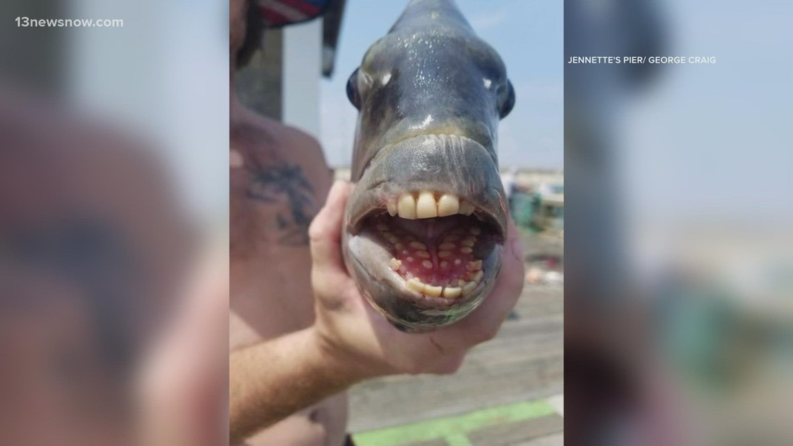 Fish With HumanLike Teeth Caught in Nags Head