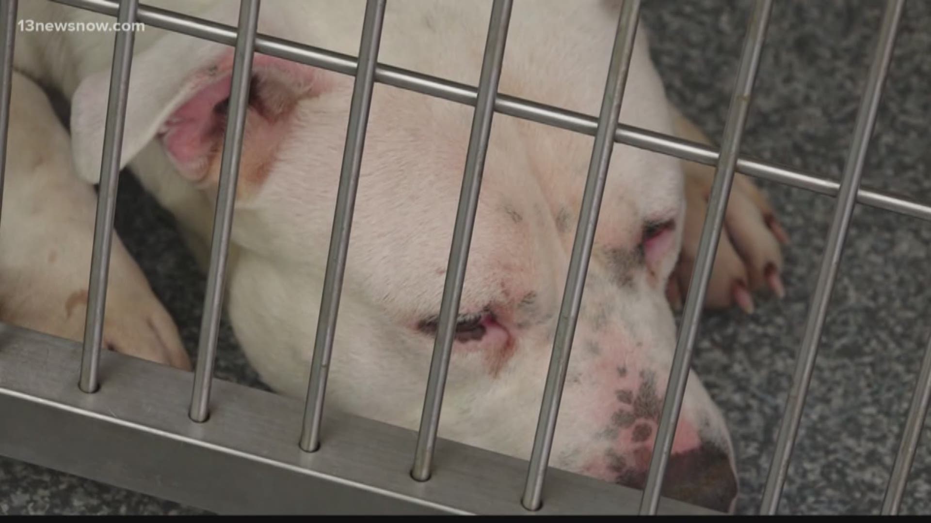 A group of women are trying to make changes to pet stores to help crack down on puppy mills.