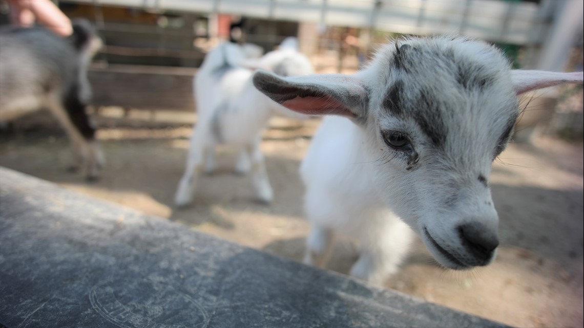 Baby goats up for adoption in Virginia Beach