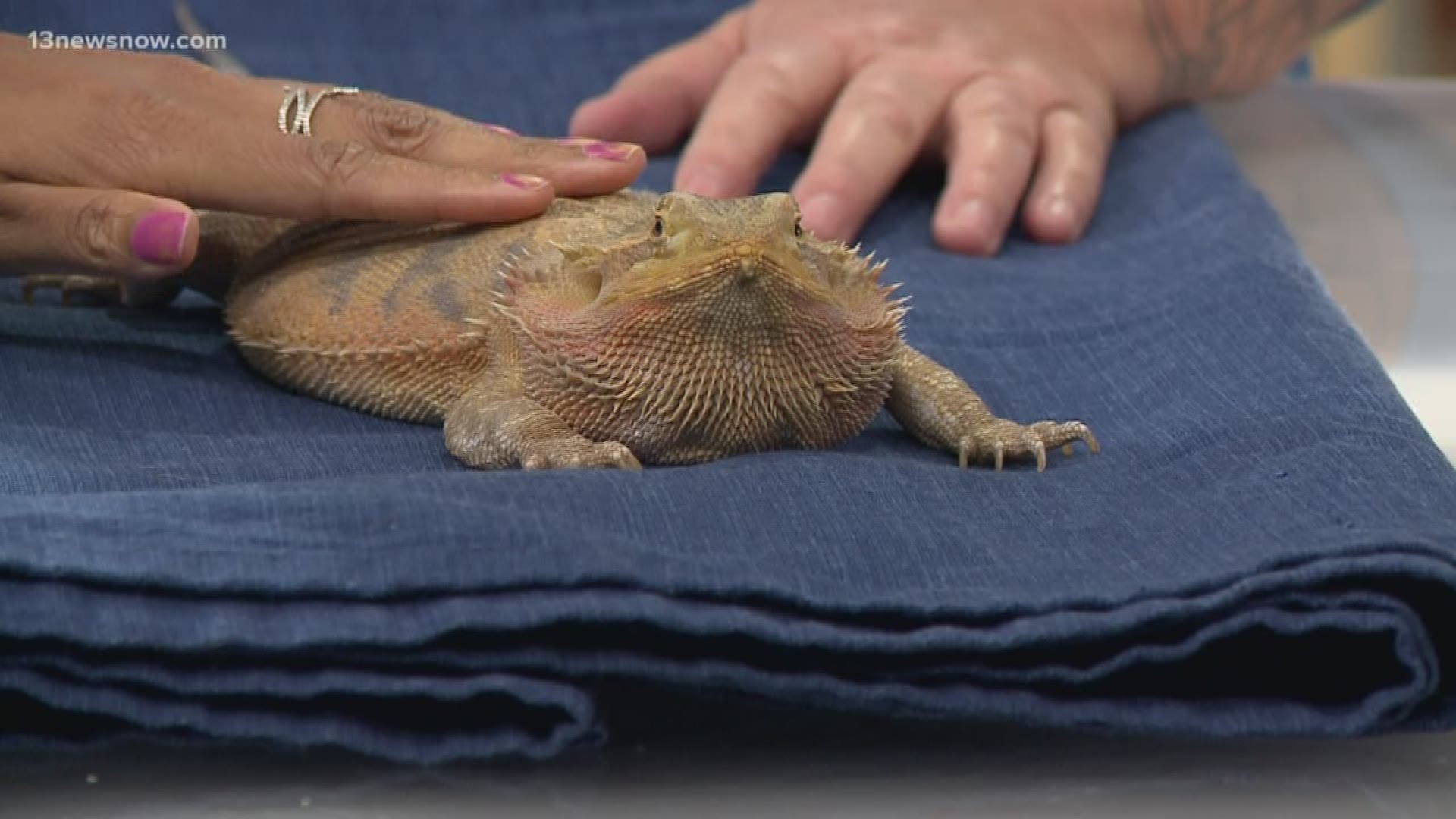 Luna, a giant bearded dragon, comes from The Bunny Hutch in Virginia Beach.