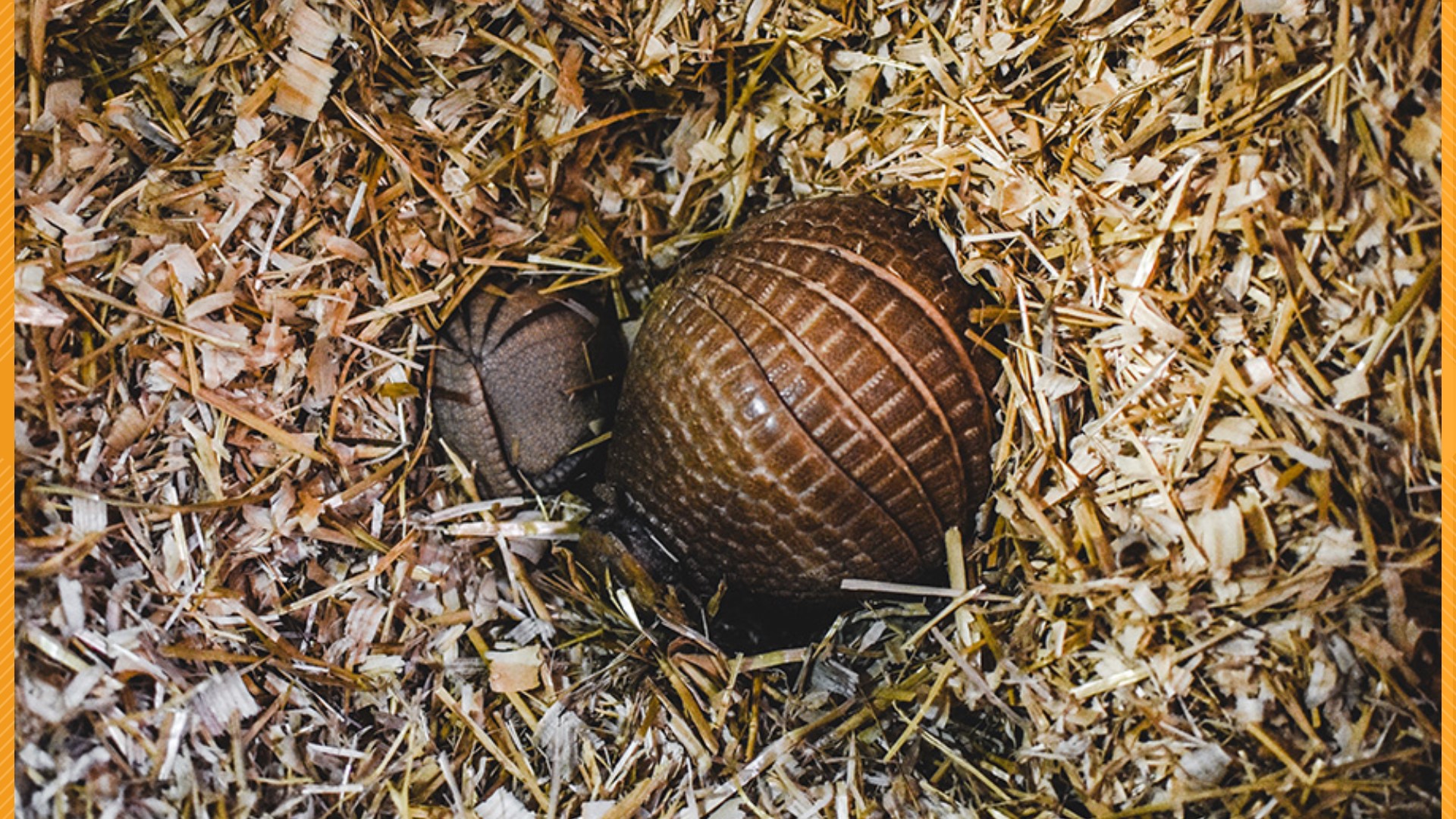 Virginia Zoo announces birth of baby armadillo