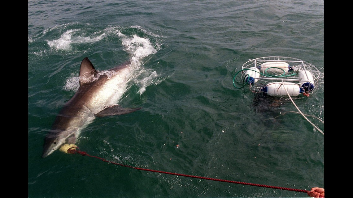 Two great white sharks surface near the Outer Banks