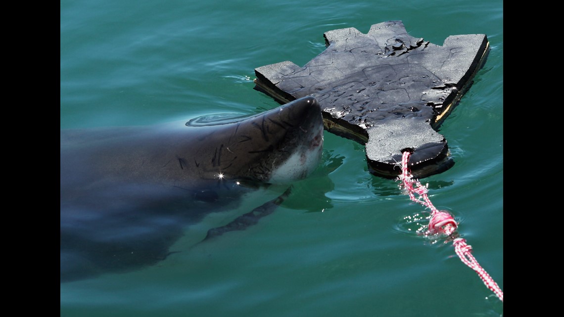 Move over Mary Lee, here comes great white shark Hilton