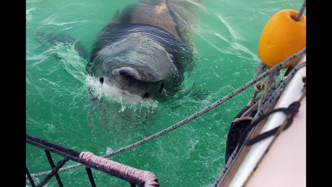Two great white sharks surface near the Outer Banks