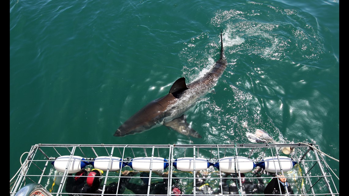 Move over Mary Lee, here comes great white shark Hilton