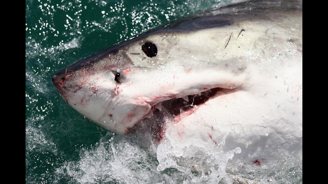 Great white shark Martha pings off NJ as more predators swim north