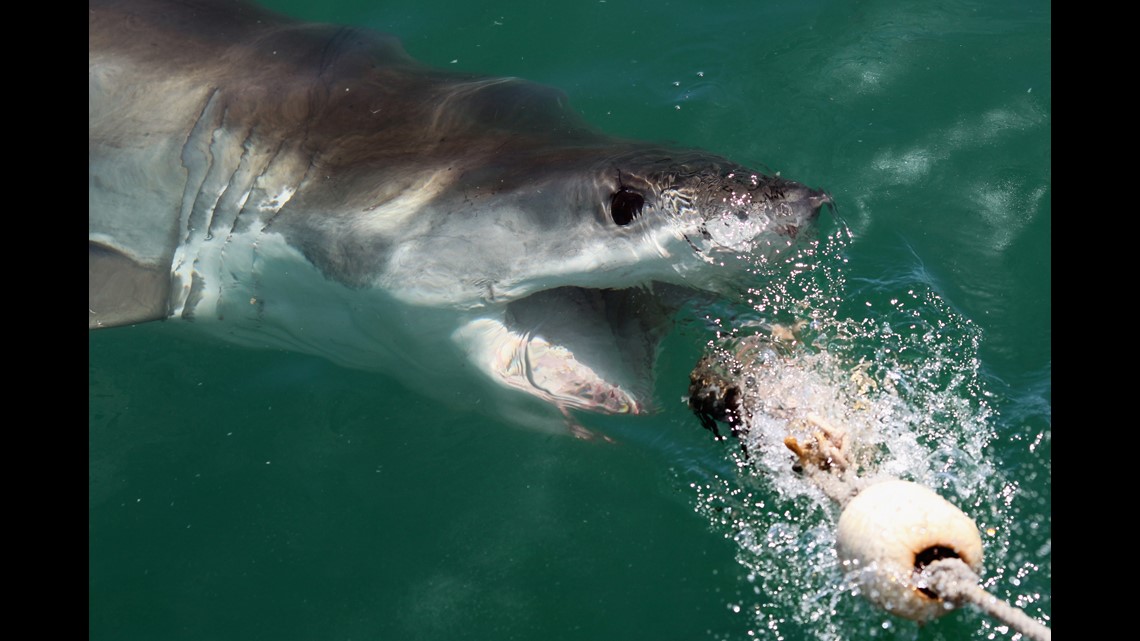 Two great white sharks surface near the Outer Banks | 13newsnow.com