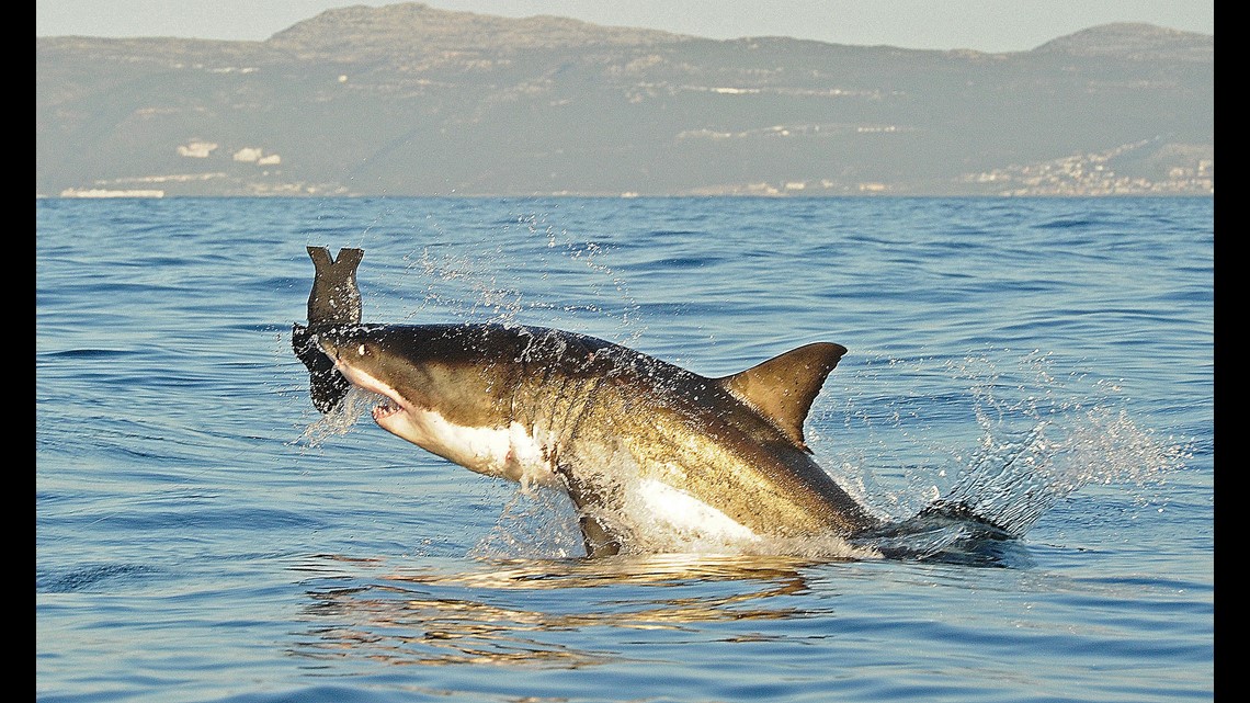 Researchers Hook Great White Shark Off Coast Of Sandbridge | 13Newsnow.Com