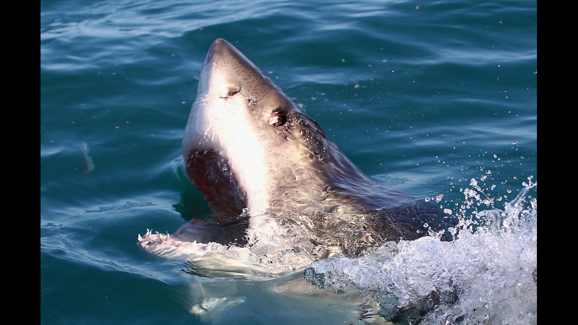 Great white shark revisits the Carolinas