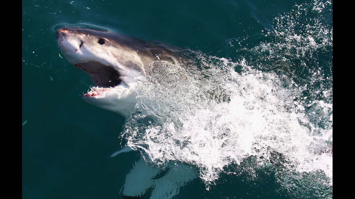 Two great white sharks surface near the Outer Banks