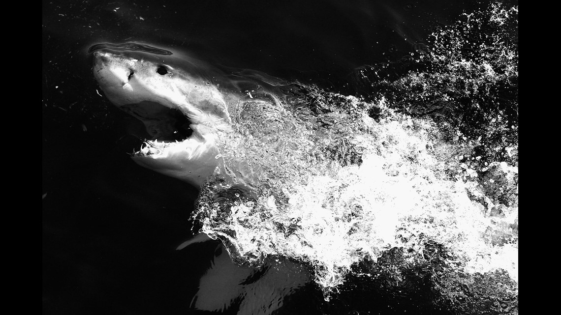 Great white shark 'Bob' swims off VB coast, along with Tancook