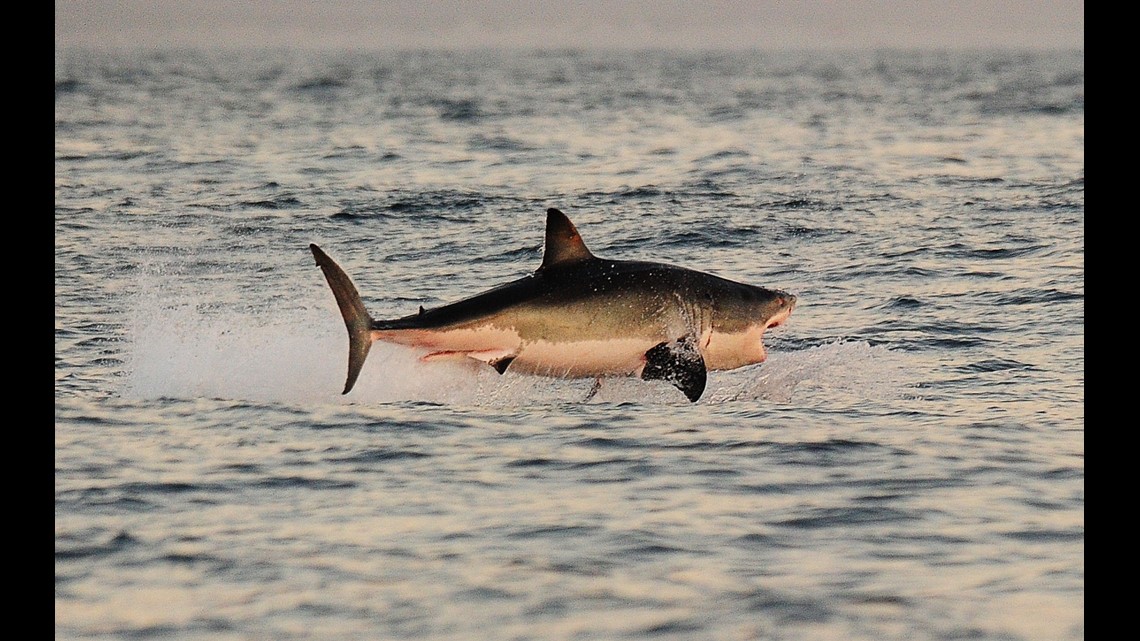 Great white shark Martha pings off NJ as more predators swim north