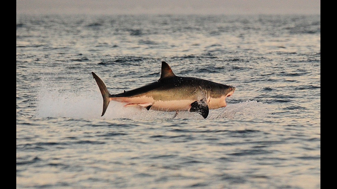 Great white shark 'Bob' swims off VB coast, along with Tancook