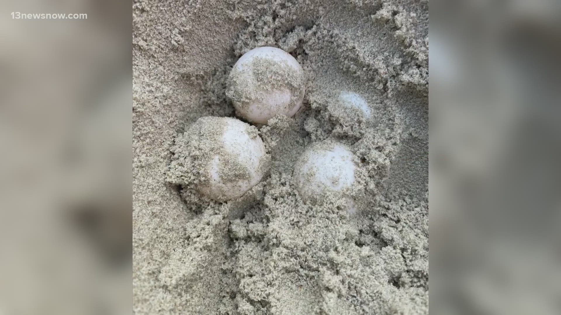 Biologists found Loggerhead turtle tracks on Ocracoke island, which lead them to discover the newly laid eggs.