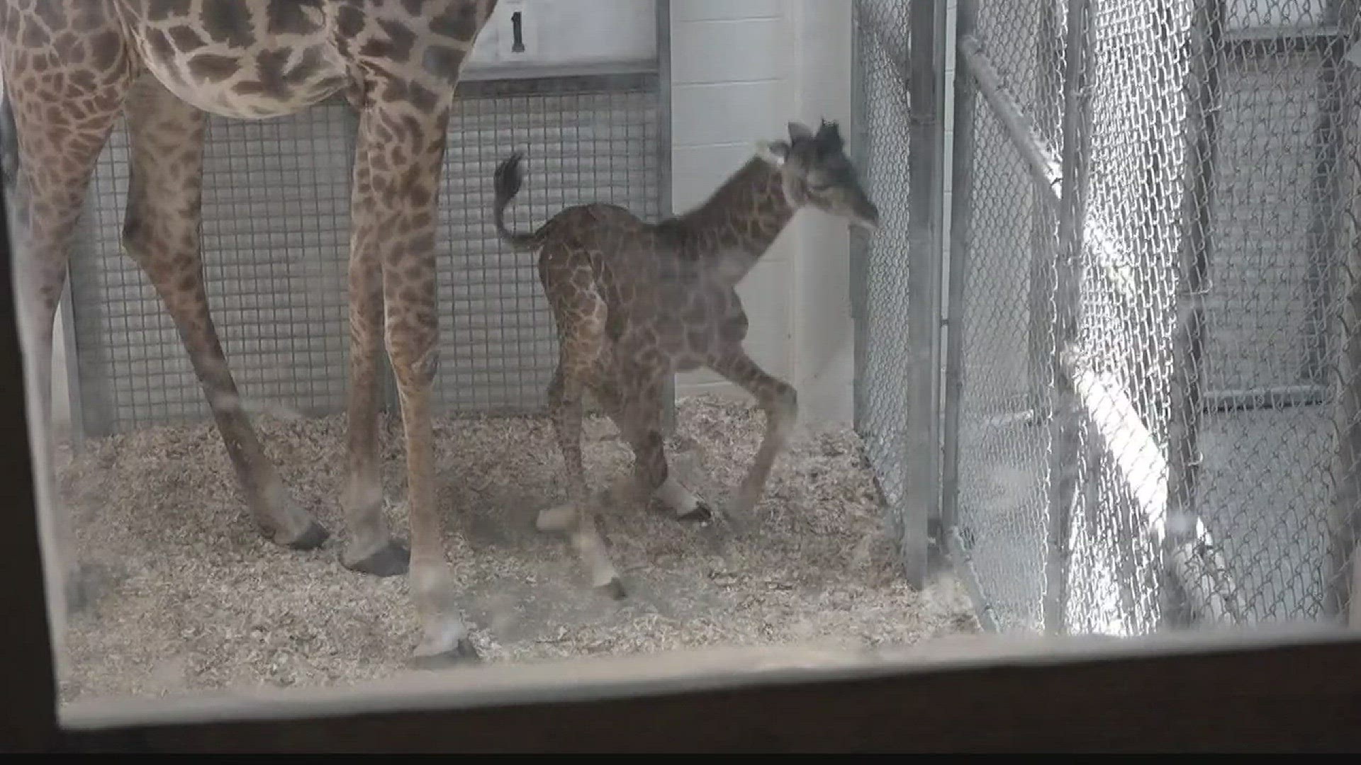 13News Now Jemie Lee got an exclusive look at the 2-day-old baby giraffe at the Virginia Zoo.
