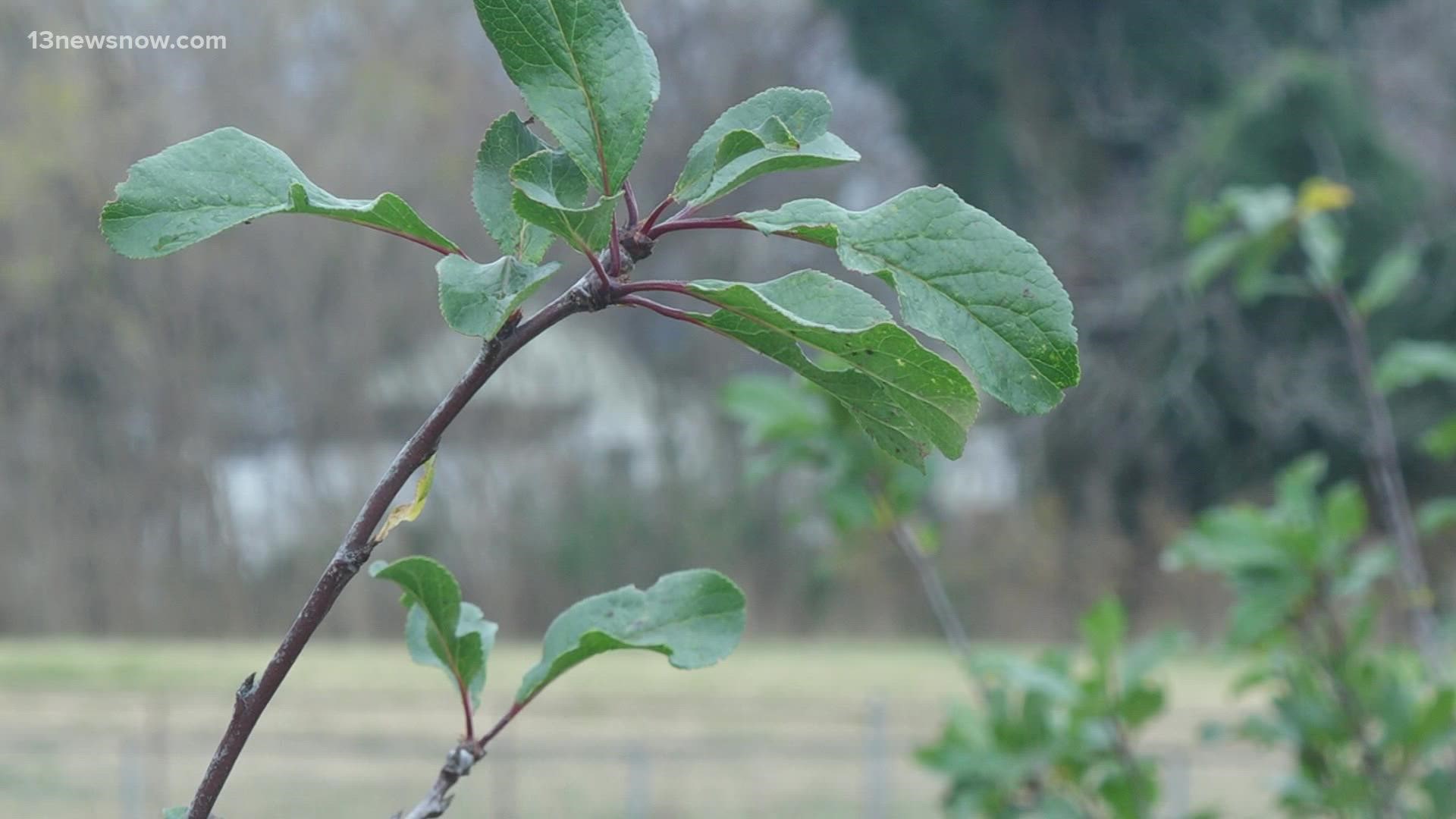 The Newport News Green Foundation recently acquired land to create a food forest.