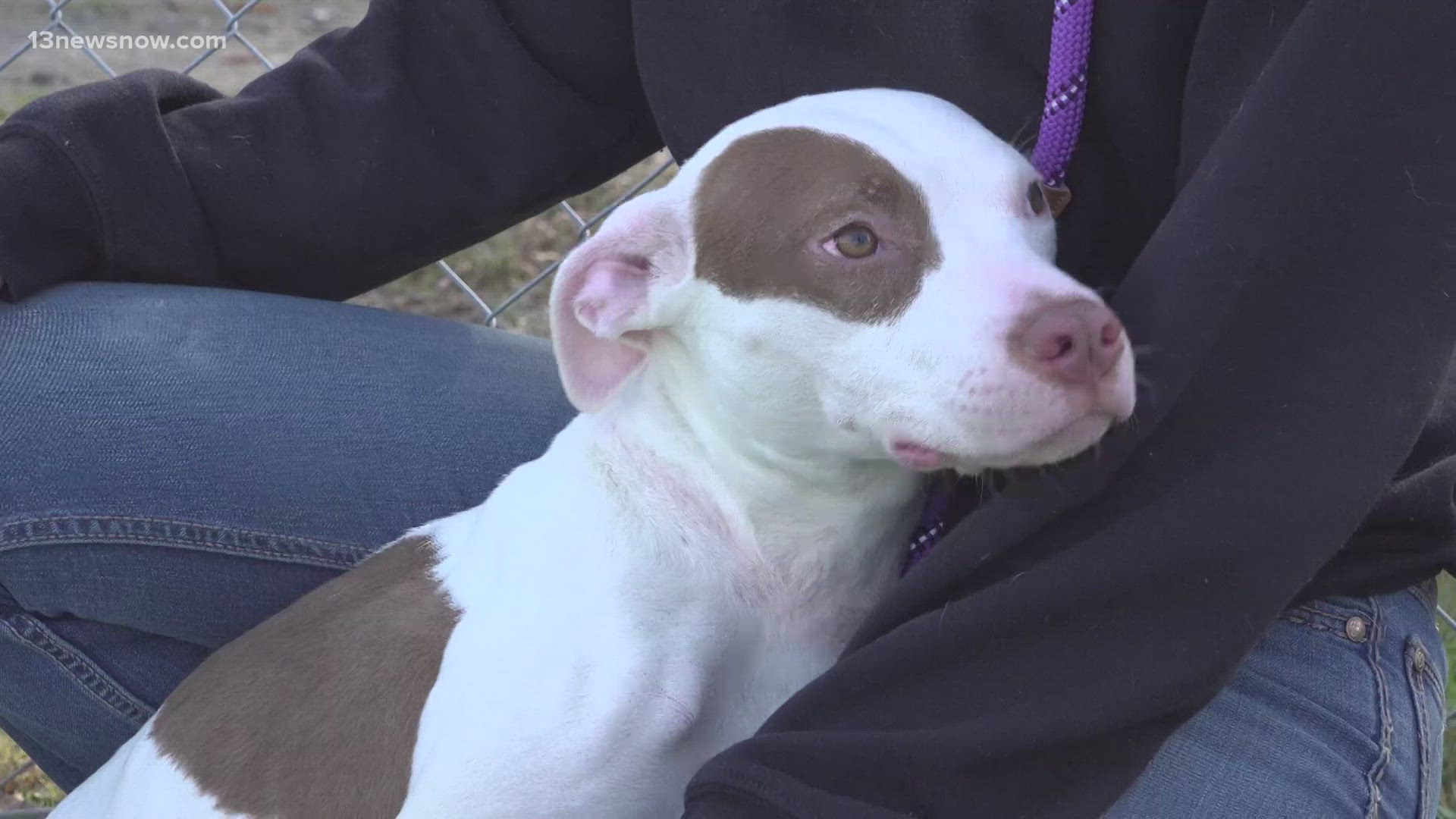 Volunteers later named the dog "Grace," calling it a "saving grace" she survived. The Norfolk SPCA is now working to provide the care she needs.