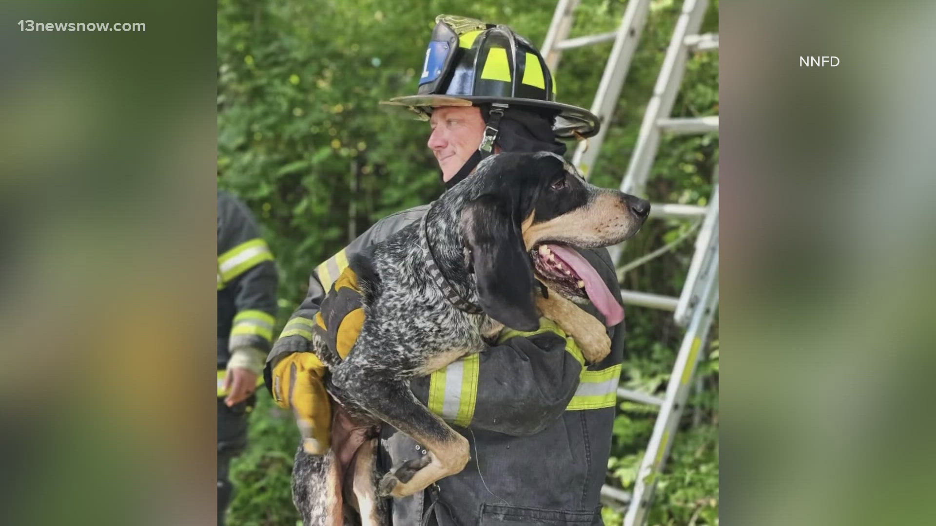 Firefighters in Newport News, Virginia were called to help 'Tater' out of a tree on Wednesday. The Blue Tick Hound got stuck about 20 feet up while chasing a cat.