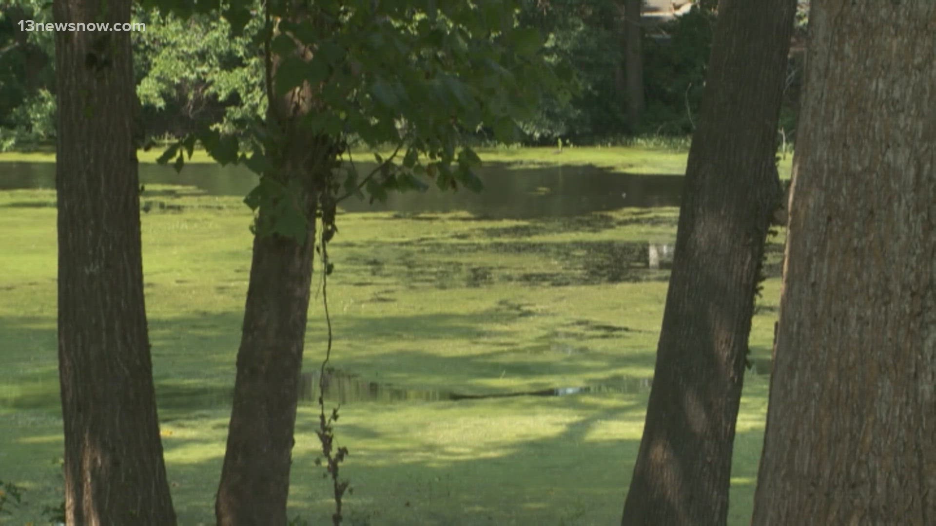 We've told you about the dangers of algae blooms in our waterways. Some of them can be toxic and exposure can be harmful, even deadly.