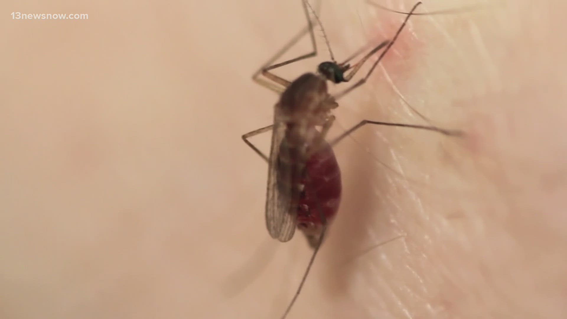 The mosquito sample was collected in the Edgewater/Larchmont neighborhood on Sept. 14.