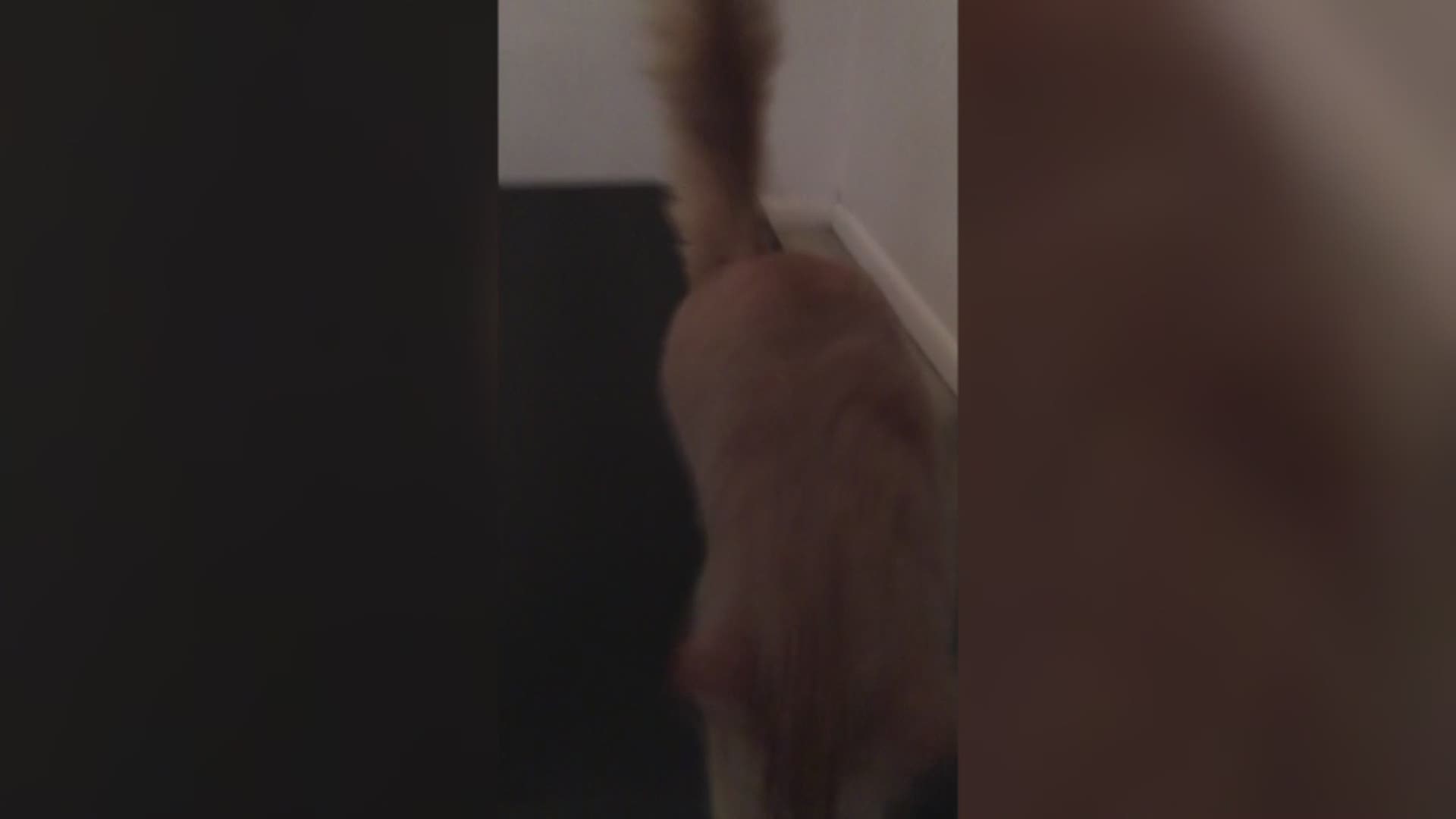 Elaine Rudolph of Norfolk shared this video with 13News Now. She called it "Kitty Staying in Shape on Treadmill." Rudolph wrote: "One of my rescue Kitties, Oliver, loves the treadmill. No kidding. I turn it off and he cries to get back on it. Was trying t